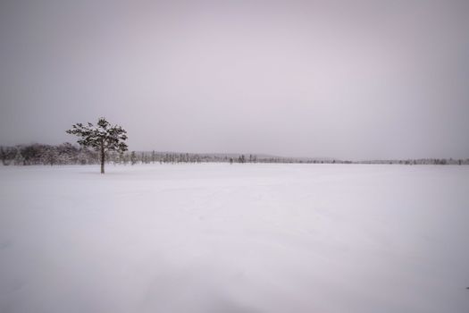 Tree with leaves growing on vast terrain covered with snow against forest and cloudless sky on cold winter day in nature