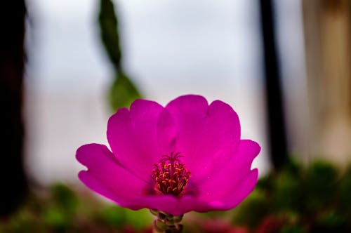 бесплатная Макро фотография цветка Стоковое фото