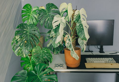 Photo of Pots with Plants Near a Computer