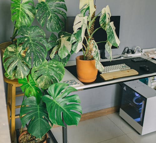 Free Potted Plants beside a Desktop Computer Stock Photo