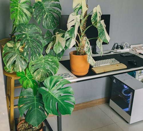 Potted Plants beside a Desktop Computer