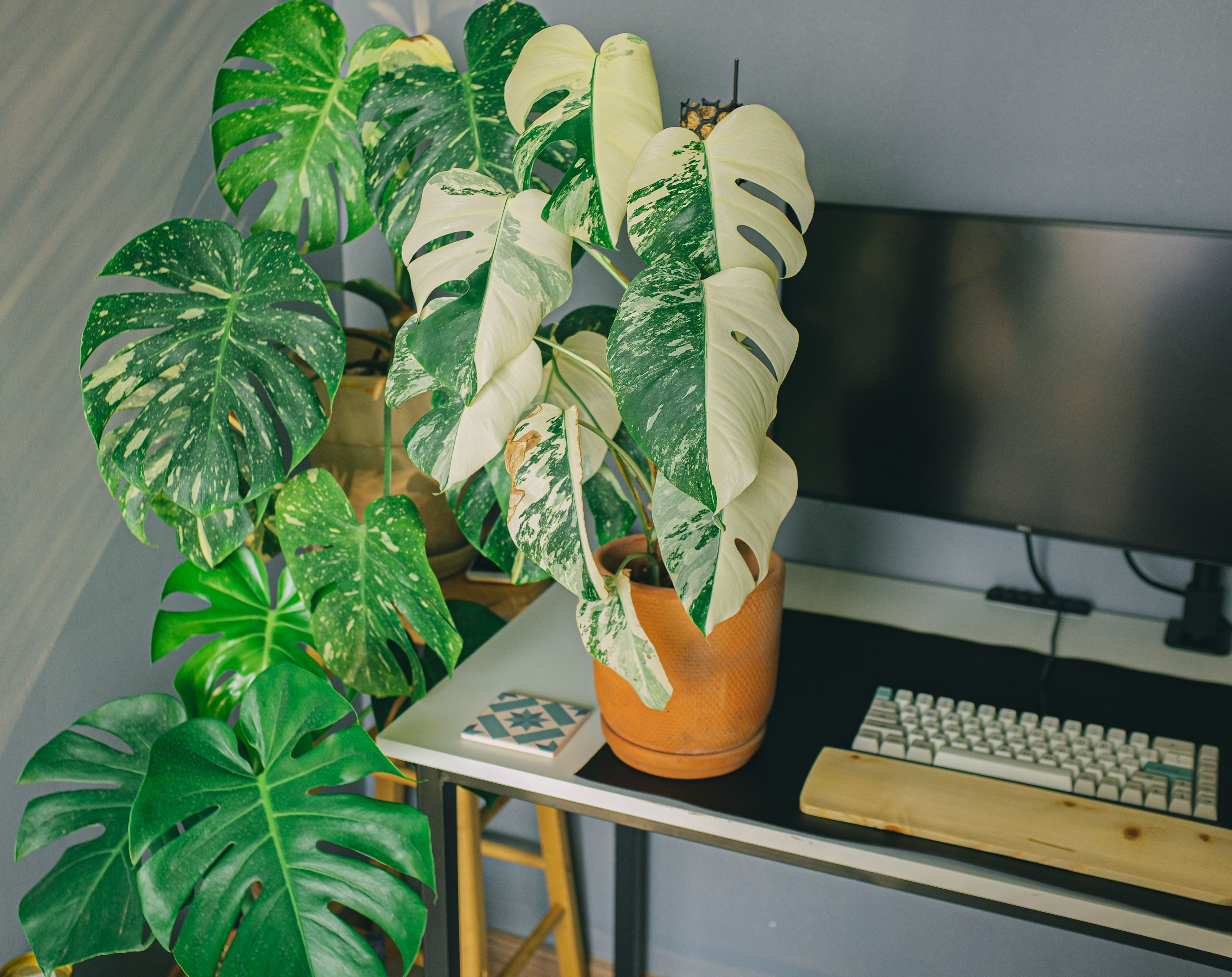 10 Beautiful Variegated House Plants for Your Indoor Garden