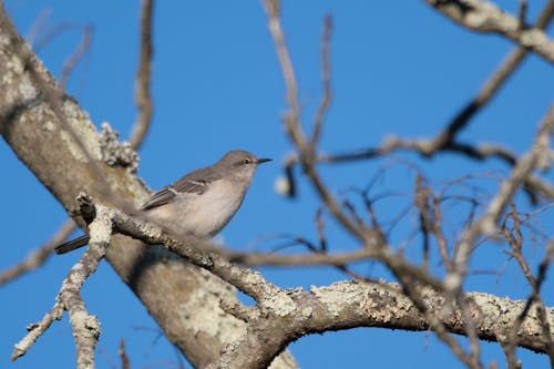 Foto d'estoc gratuïta de mockingbird del nord