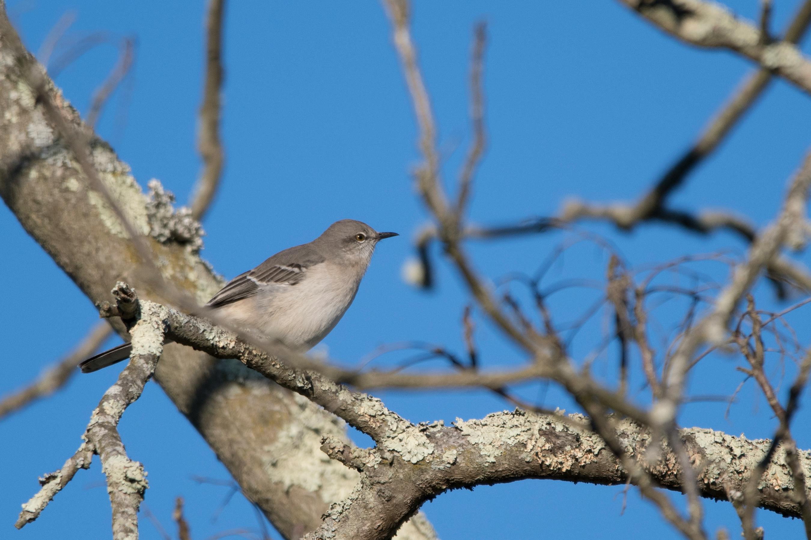 free-stock-photo-of-northern-mockingbird