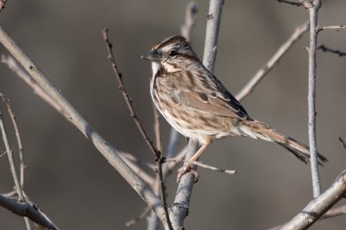 Kostnadsfri bild av sång sparrow, sparv