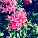 粉红色的龙船花明亮而充满活力，与郁郁葱葱的绿叶共同构成了一幅自然的背景