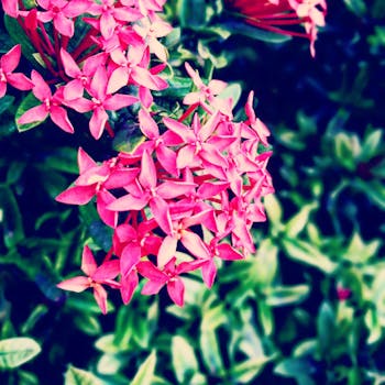 粉红色的龙船花明亮而充满活力，与郁郁葱葱的绿叶共同构成了一幅自然的背景