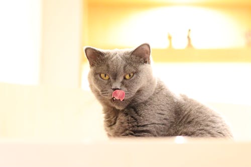 A British Shorthair Cat