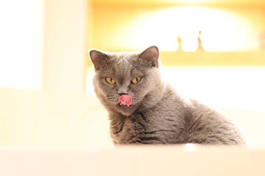 Adorable British Shorthair cat licking its nose, showing playful curiosity.