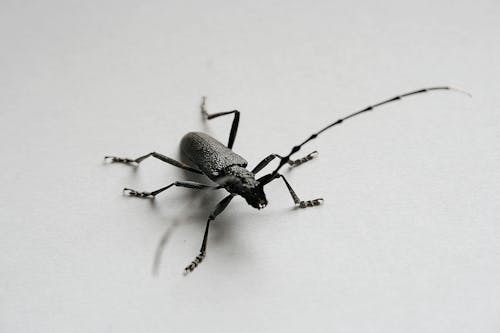 昆蟲, 無脊椎動物, 特寫 的 免費圖庫相片