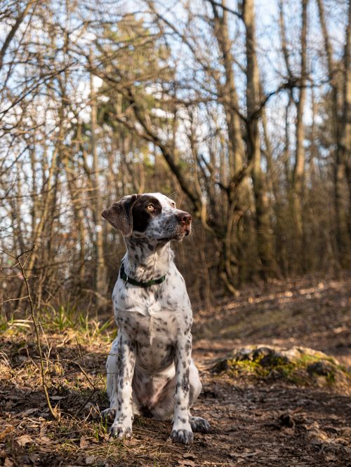 Free A portrait of an English Pointer dog with a blurred forest background, exuding calm and focus. Stock Photo