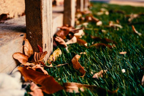 Free Close-up Photography of Dried Leaves Stock Photo