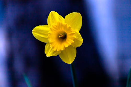 Close-Up Shot of a Daffodil in Bloom
