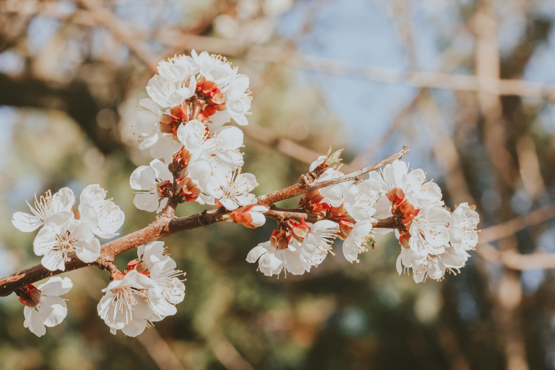 Blooming apricot tree with white flowers on twig