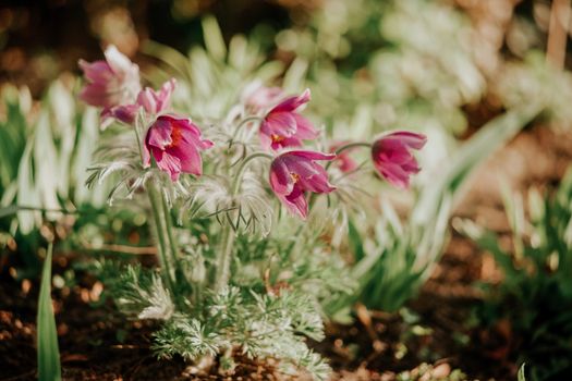 Blossoming pink flowers with tender petals on wavy stems growing in daytime on blurred background
