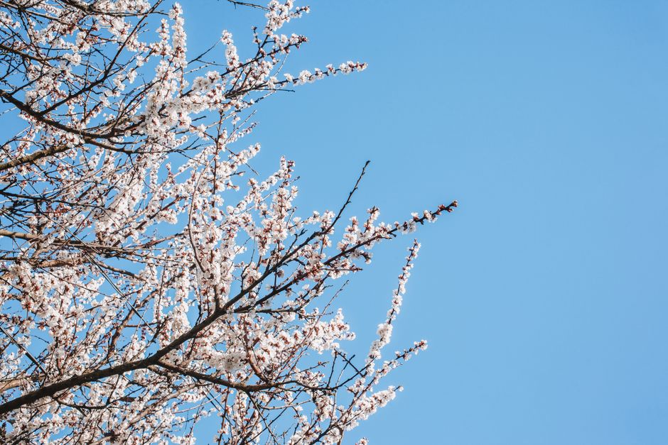 Apricot tree with open branching structure under blue sky — open-centre pruning technique for apricot trees