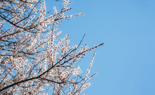 Free From below of blossoming tree branches with white flowers growing in garden on blue background Stock Photo