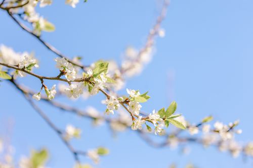 Free From below of blossoming white flowers with green leaves on tree twig in garden on sunny day Stock Photo