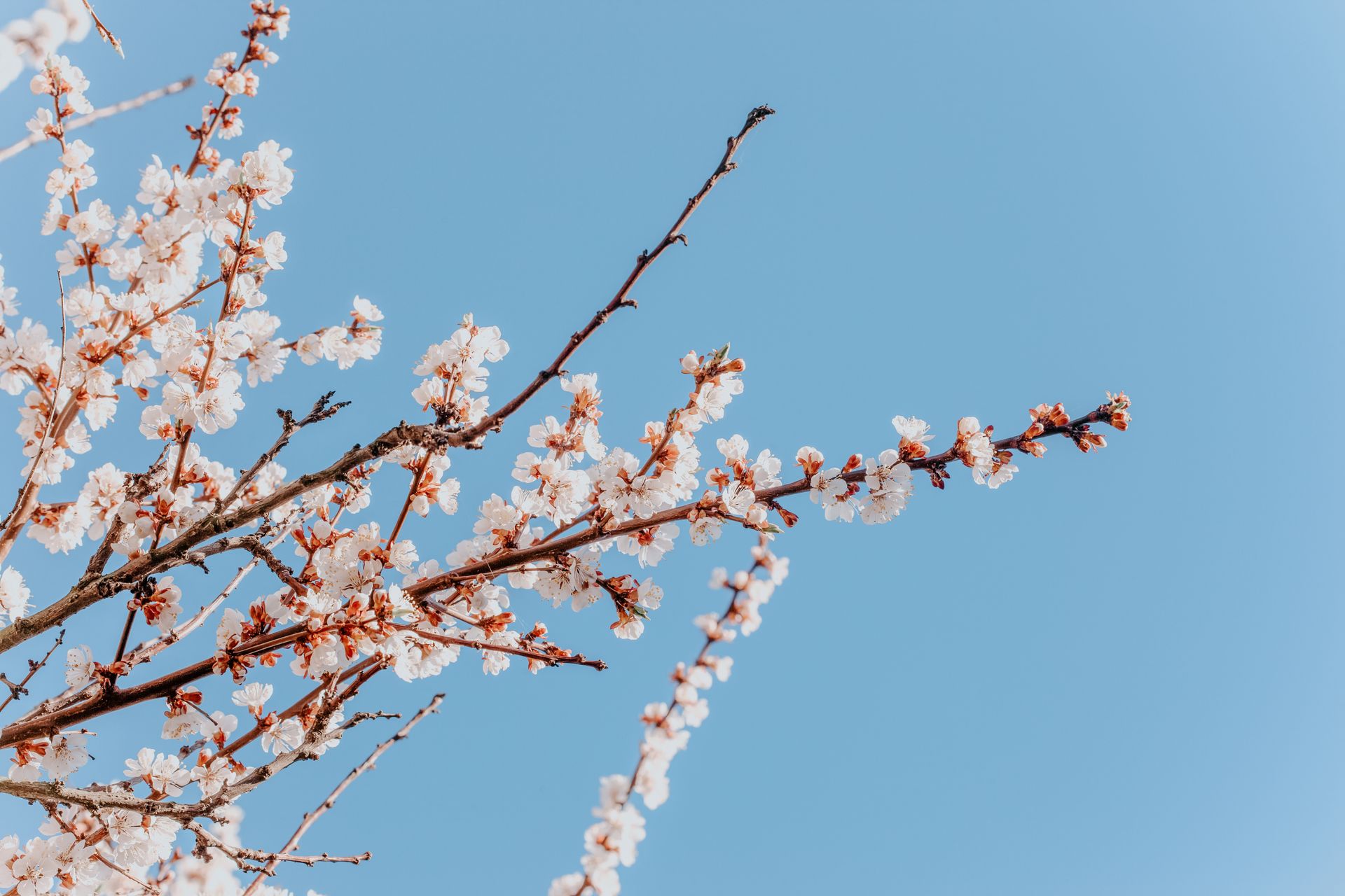 Low angle of blossoming tree branch with white flowers growing in garden in daytime on blue background