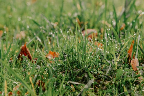 Grass with faded leaves and dew on meadow