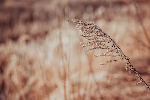 Dry plant sprig in autumn field in daytime