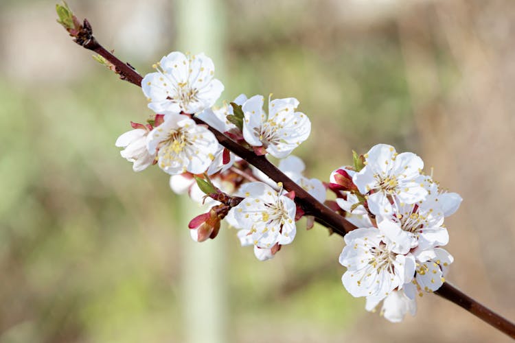 Blooming Apricot Tree Twig In Garden On Sunny Day