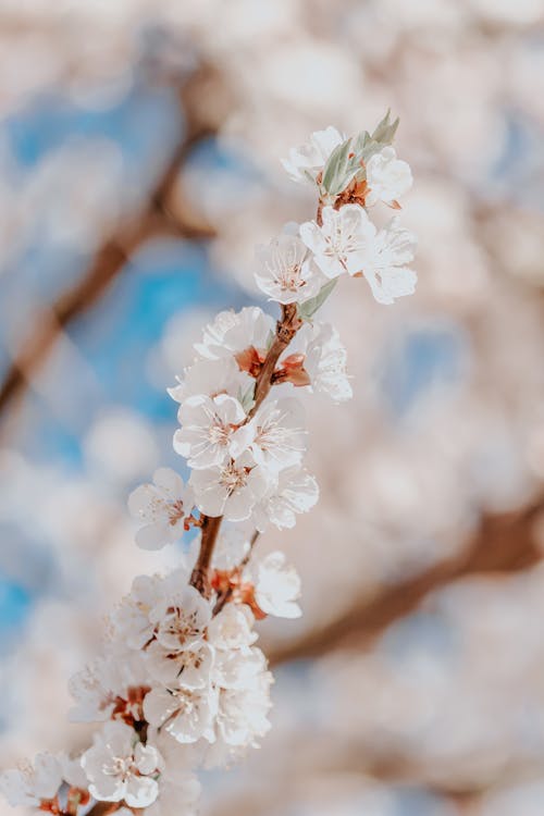 Free Blossoming apricot tree twig growing in garden Stock Photo