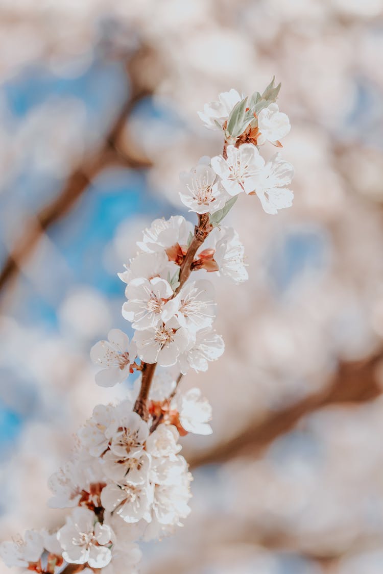 Blossoming Apricot Tree Twig Growing In Garden