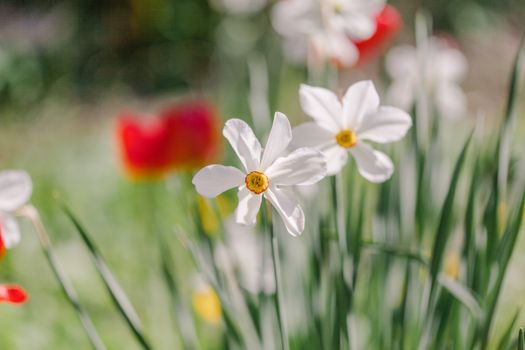 Blossoming jonquils with tender white petals and pleasant aroma growing in summer garden on blurred background