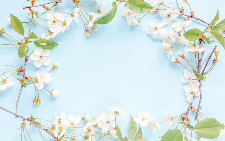 Frame Of Blossoming Prunus Sprigs On Blue Background