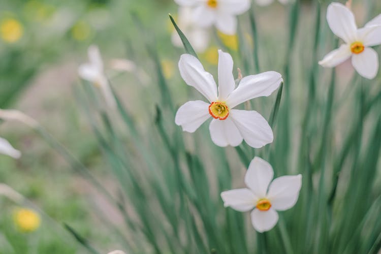 Blooming Narcissus Flowers With Delicate Petals In Garden