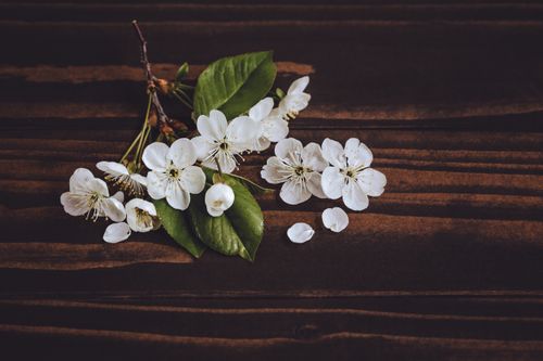 Free Overhead view of blossoming Prunus sprig with gentle flowers and foliage with veins on wooden surface Stock Photo