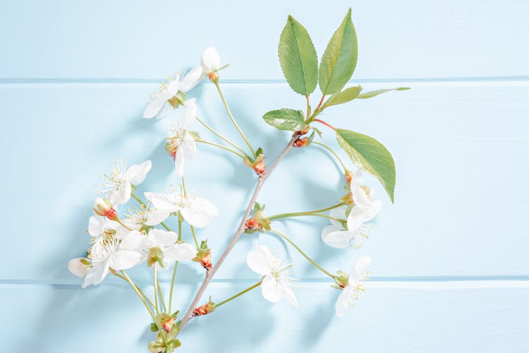 Blooming Prunus Sprig With Gentle Flowers And Leaves