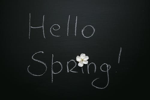 Hello Spring inscription with blooming flower on black background