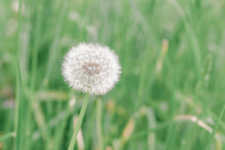 White Dandelion On Thin Stem In Countryside Field