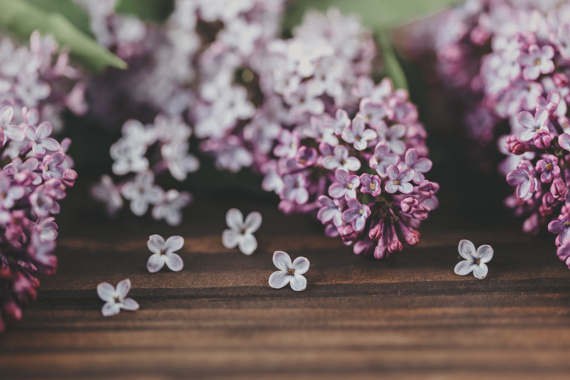 Blossoming Syringa sprigs with delicate flowers and pleasant aroma on wooden surface on blurred background