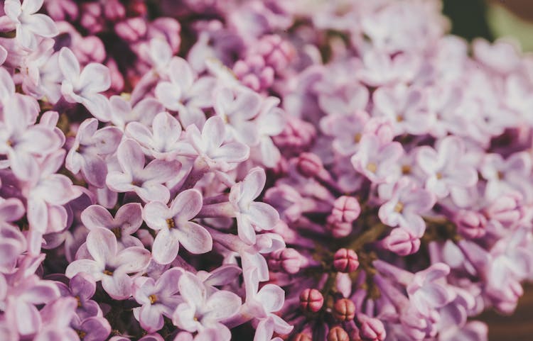 Blooming Syringa Vulgaris Flowers Growing In Garden