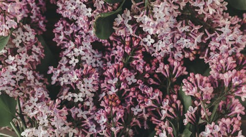 Aromatic Syringa vulgaris tree with delicate lilac flowers growing in garden on spring day