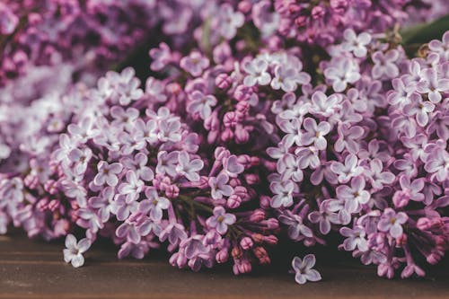 syringa vulgaris, 一串, 味道 的 免费素材图片