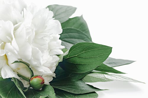 Безкоштовне стокове фото на тему «аромат, білий фон, ботаніка»