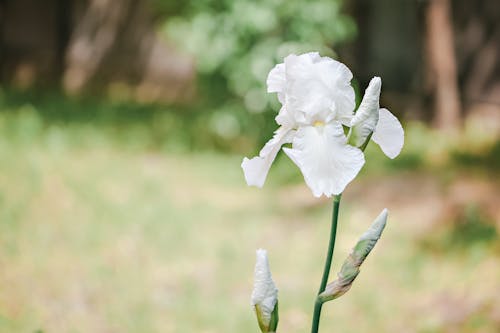 Free Stem of gentle Iris albicans flower with white petals growing on grassy meadow on sunny day Stock Photo