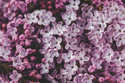 Blooming lilac tree growing in garden