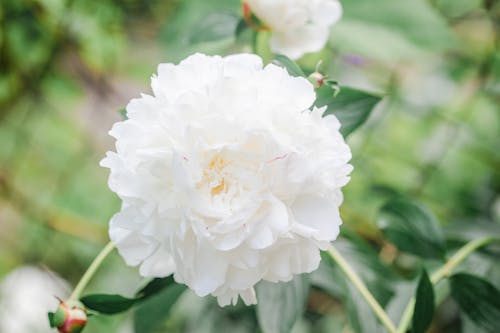 From above of delicate aromatic Paeonia lactiflora flower with gentle white petals growing in green garden on sunny spring day