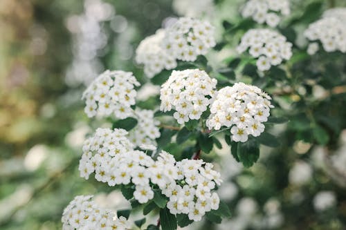 Delicate exotic Spiraea cantoniensis flowers blooming in garden