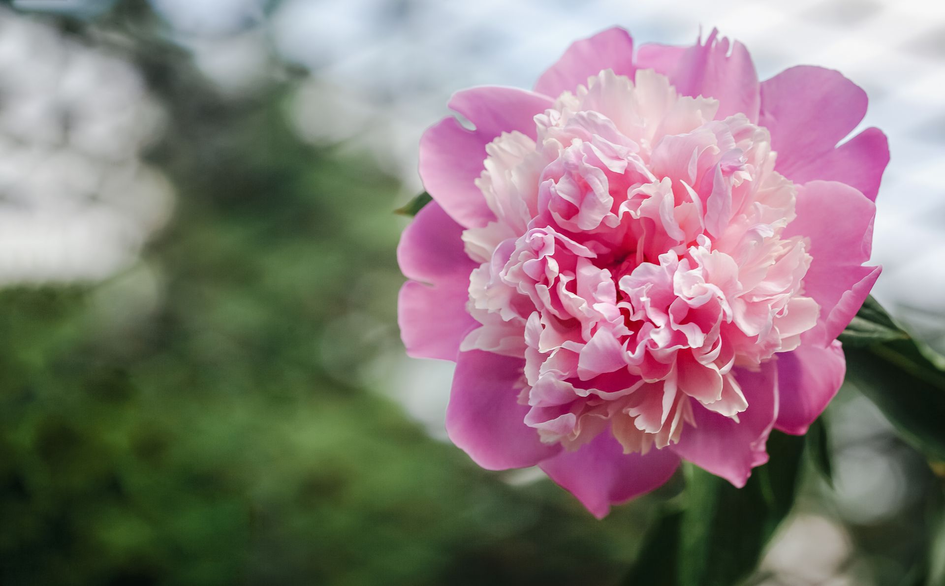 Low angle of fragrant fresh Paeonia lactiflora flower with gentle pink petals growing in green garden in daylight