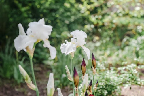Blooming bearded iris flowers with white petals growing in lush green garden on sunny day