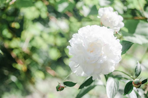 Blooming white Paeonia lactiflora flowers in green garden