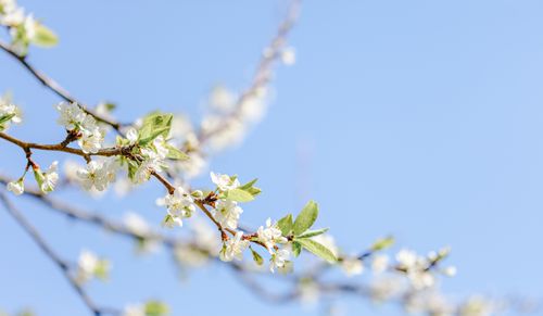 Free From below of thin twig of blooming cherry tree with tender white blossoms under cloudless blue sky on sunny day Stock Photo