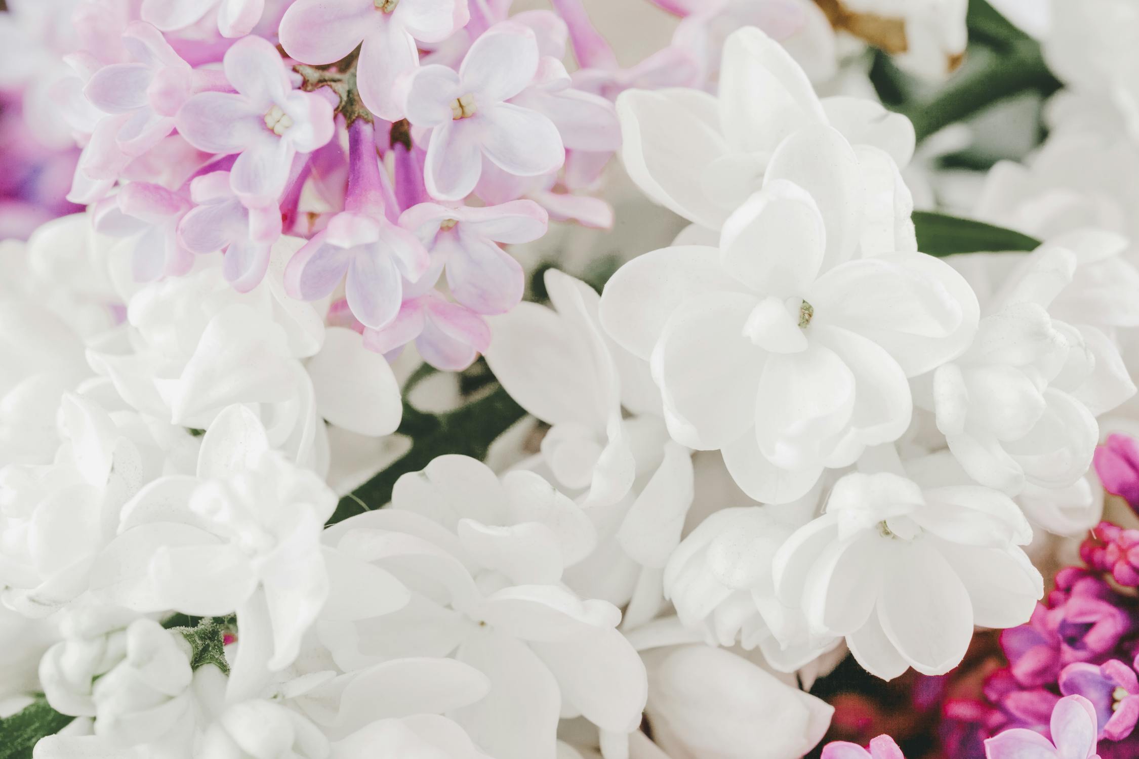 Arabian Jasmine