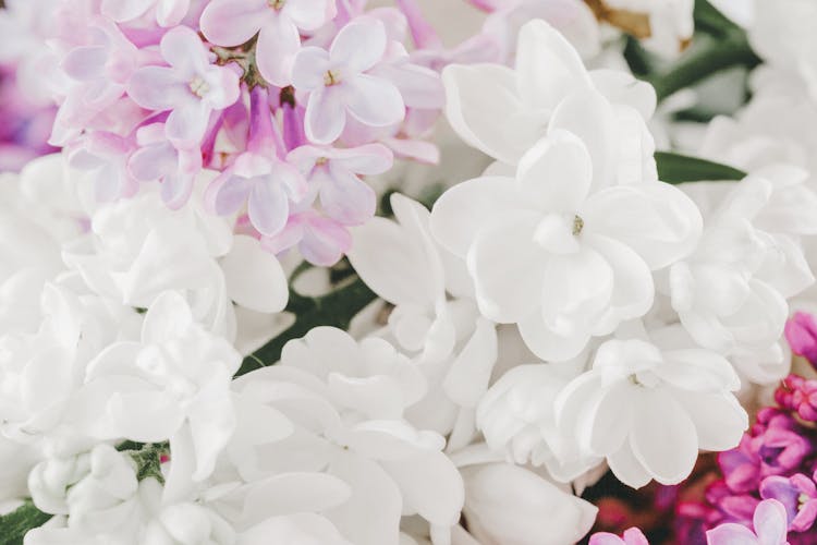 Bunch Of Delicate Syringa Vulgaris And Jasminum Sambac Flowers